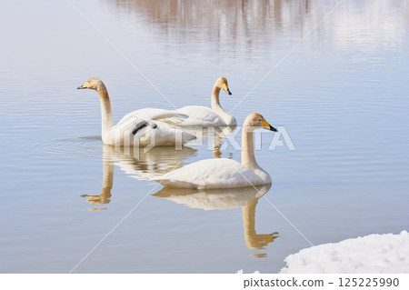 Swan visiting in spring in Hokkaido 125225990