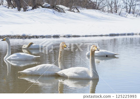 A flock of swans visiting in the spring of Hokkaido 125225993