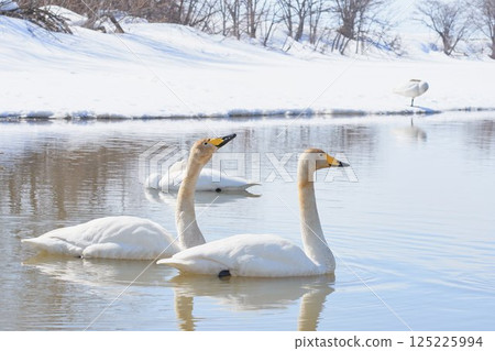 Swan visiting in spring in Hokkaido Swan visiting in spring in Hokkaido 125225994