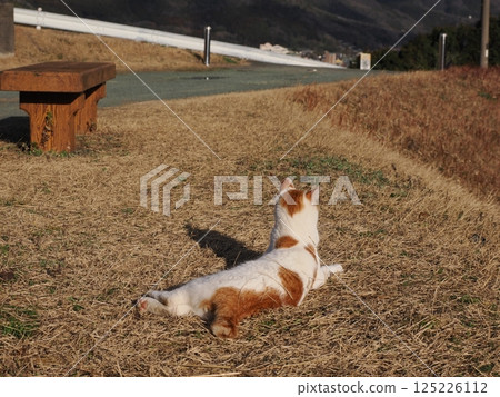Cat playing on a park bench 125226112