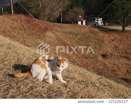 Cat playing on a park bench Cat playing on a park bench 125226127