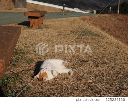 Cat playing on a park bench Cat playing on a park bench 125226130