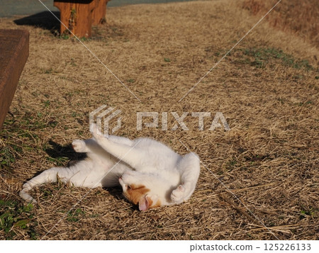 Cat playing on a park bench 125226133