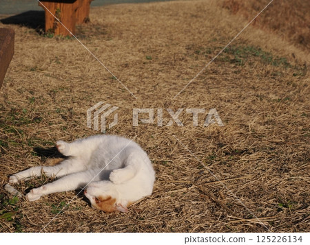 Cat playing on a park bench Cat playing on a park bench 125226134