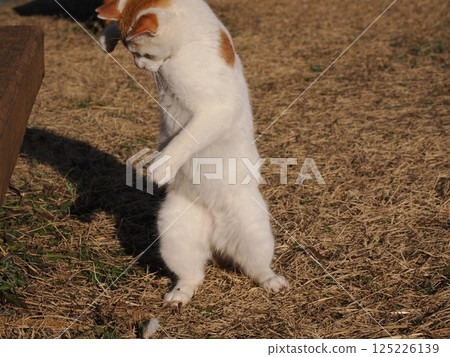 貓咪在公園長椅上玩耍 貓咪在公園長椅上玩耍 125226139