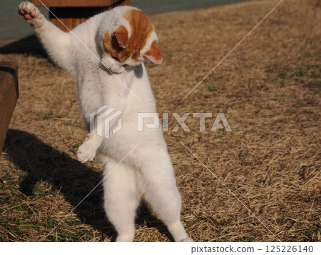 Cat playing on a park bench Cat playing on a park bench 125226140