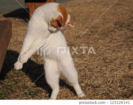 貓咪在公園長椅上玩耍 125226141