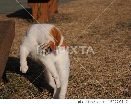 Cat playing on a park bench 125226142