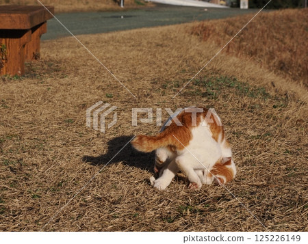 Cat playing on a park bench Cat playing on a park bench 125226149