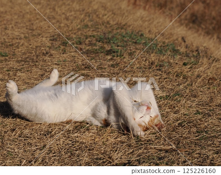 貓咪在公園長椅上玩耍 125226160