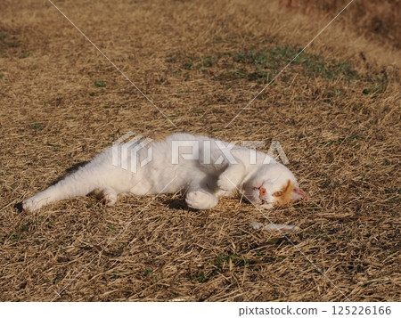 貓咪在公園長椅上玩耍 125226166