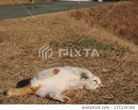 貓咪在公園長椅上玩耍 貓咪在公園長椅上玩耍 125226168