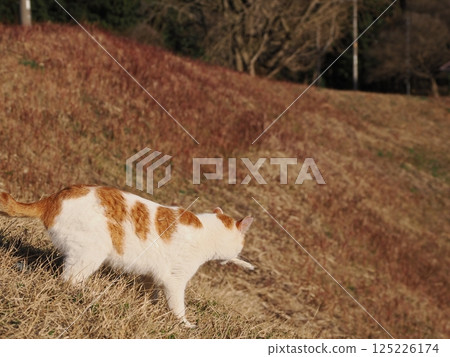 Cat playing on a park bench Cat playing on a park bench 125226174
