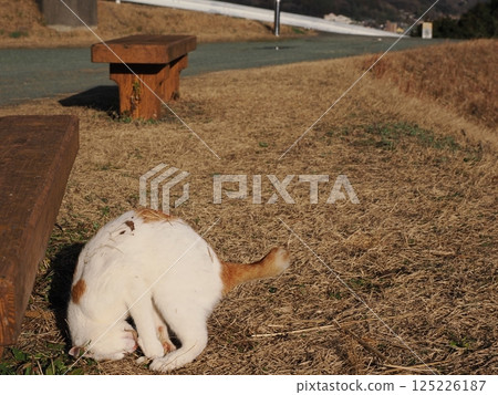 Cat playing on a park bench Cat playing on a park bench 125226187
