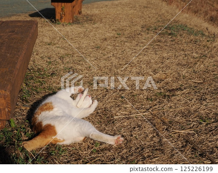 貓咪在公園長椅上玩耍 125226199