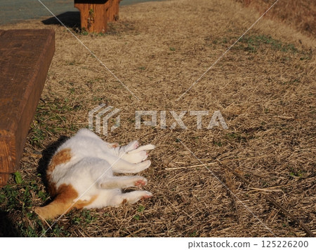 貓咪在公園長椅上玩耍 125226200