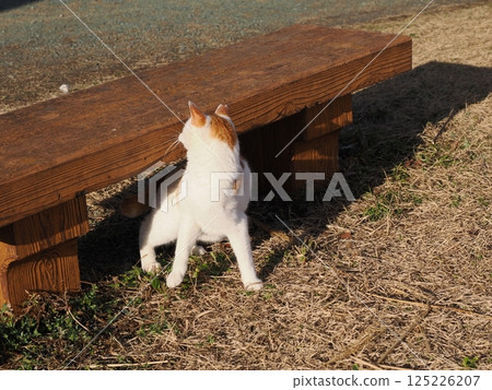 Cat playing on a park bench Cat playing on a park bench 125226207