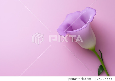 A single purple calla lily lies on a pink background with soft shadows and a graceful curve 125226333