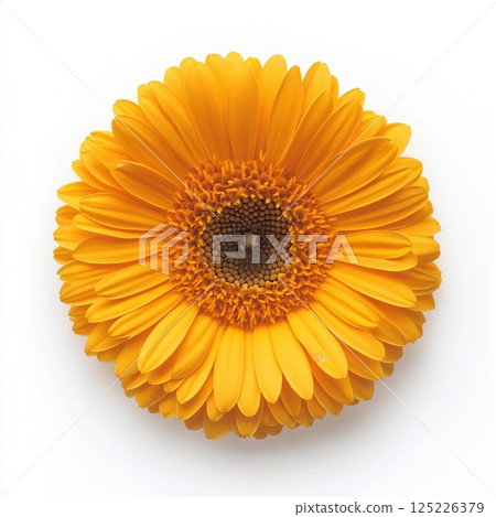 Yellow gerbera daisy with densely packed petals and dark center 125226379