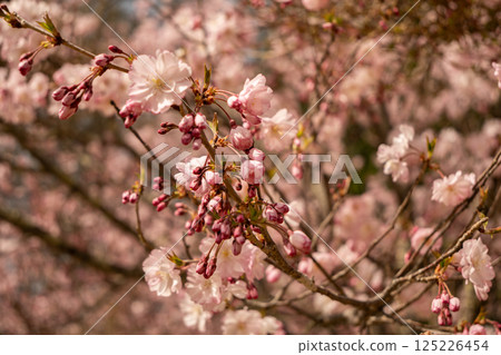 長野縣大町公園櫻花盛開,春天的景色 長野縣大町公園櫻花盛開,春天的景色 125226454