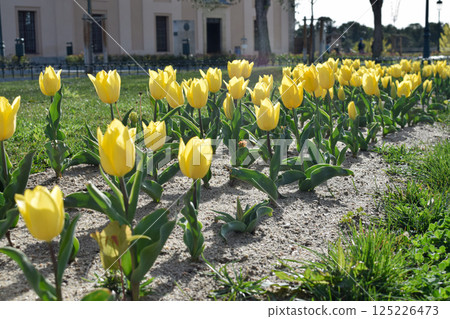 Set of yellow tulips in spring lined up along medieval garden with dim sunlight Set of yellow tulips in spring lined up along medieval garden with dim sunlight 125226473