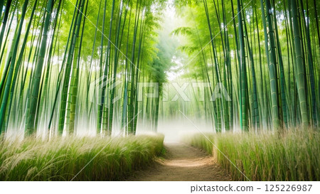 A view of the bamboo grove from the west end 125226987