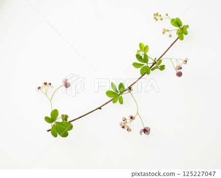 Akebi花白背 125227047