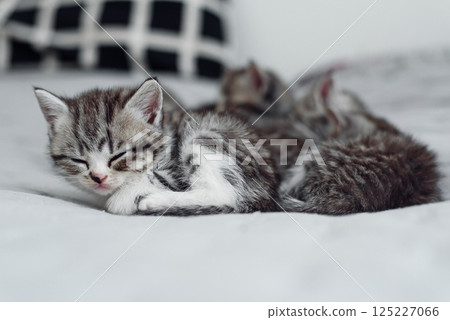 Six small striped domestic kittens sleeping together at home lying on bed gray blanket. Cute pets. Six small striped domestic kittens sleeping together at home lying on bed gray blanket. Cute pets. 125227066