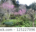 初春鄉村梅花盛開 125227096
