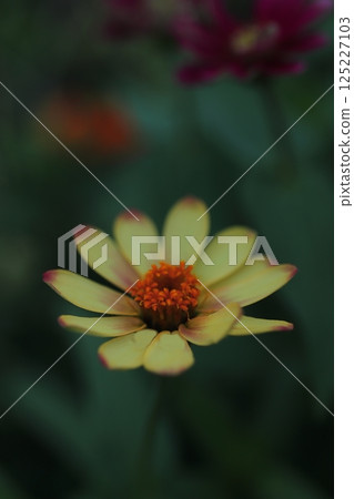 Yellow flower of zinnia Yellow flower of zinnia 125227103