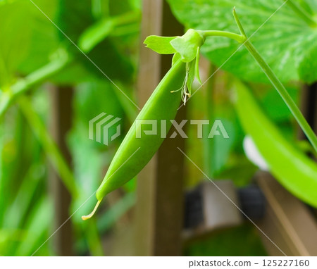 豌豆 125227160