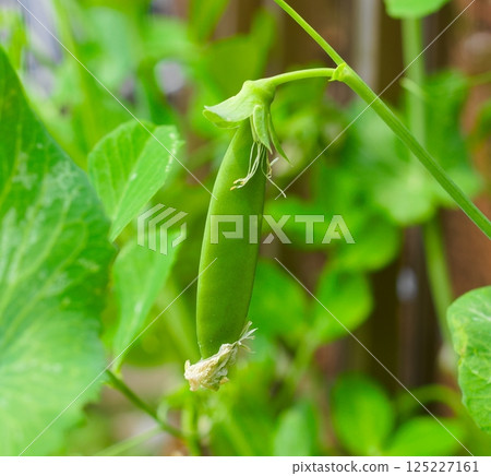 Snap peas 125227161