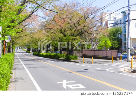 Around Yabashira Cemetery, Matsudo City, Chiba Prefecture April 2025 Around Yabashira Cemetery, Matsudo City, Chiba Prefecture April 2025 125227174