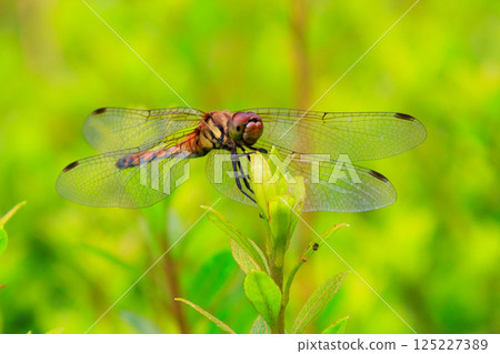 Sympetrum frequens，一種代表秋天的蜻蜓昆蟲，從夏天開始飛行 125227389