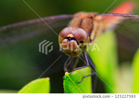 Sympetrum frequens，一種代表秋天的蜻蜓昆蟲，從夏天開始飛行 125227393