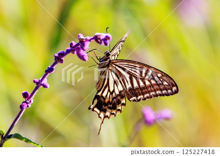 A familiar swallowtail butterfly that can be seen in a variety of places, from cities to mountain areas 125227418