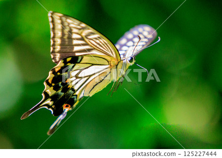 A familiar swallowtail butterfly that can be seen in a variety of places, from cities to mountain areas A familiar swallowtail butterfly that can be seen in a variety of places, from cities to mountain areas 125227444