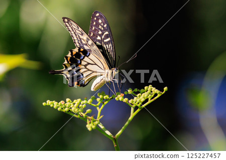 一種熟悉的燕尾蝴蝶，從城市到山區，在各個地方都可以看到。 125227457