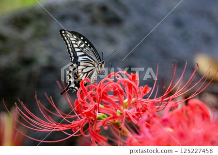 一種熟悉的燕尾蝴蝶，從城市到山區，在各個地方都可以看到。 125227458
