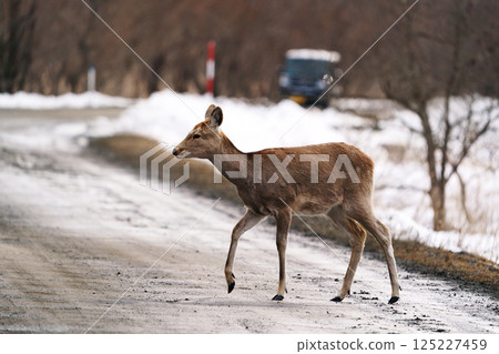 野鹿過馬路 125227459