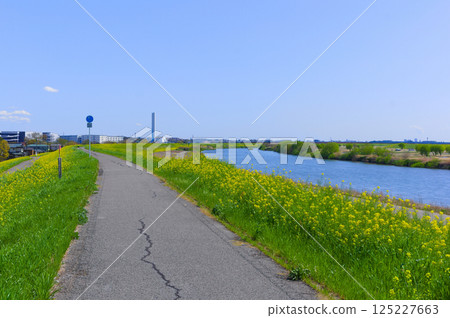 千葉縣流山市江戶川自行車道 2025年4月 125227663