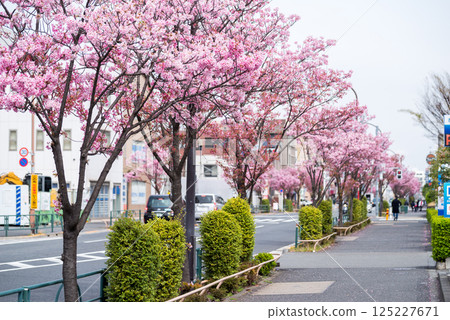 【東邦醫科大學街】櫻花盛開的道路 125227671