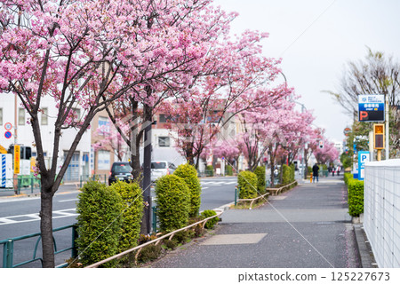 【東邦醫科大學街】櫻花盛開的道路 125227673