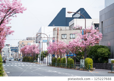 【東邦醫科大學街】櫻花盛開的道路 125227688