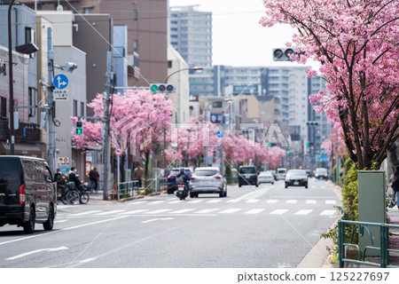 【東邦醫科大學街】櫻花盛開的道路 125227697