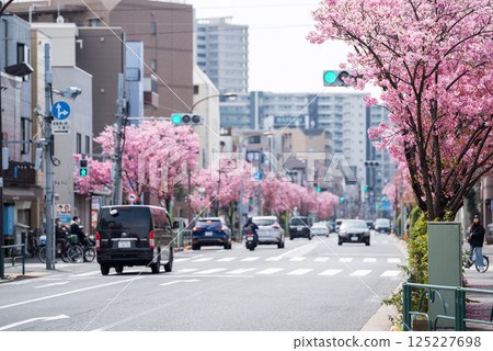【東邦醫科大學街】櫻花盛開的道路 125227698
