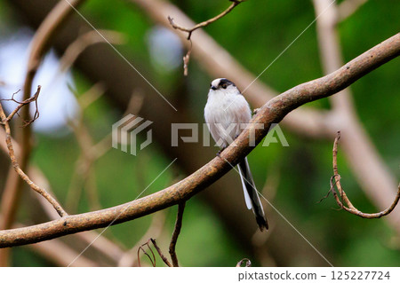 Long-tailed long-tailed small white bird popular for its cute gestures 125227724