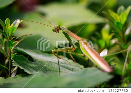 Mantis, a hunter with an inverted triangular face Mantis, a hunter with an inverted triangular face 125227780