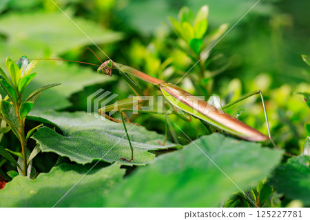 螳螂，一個倒三角臉的獵人 125227781