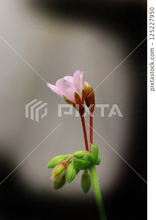 初夏盛開的常春藤天竺葵花 125227950